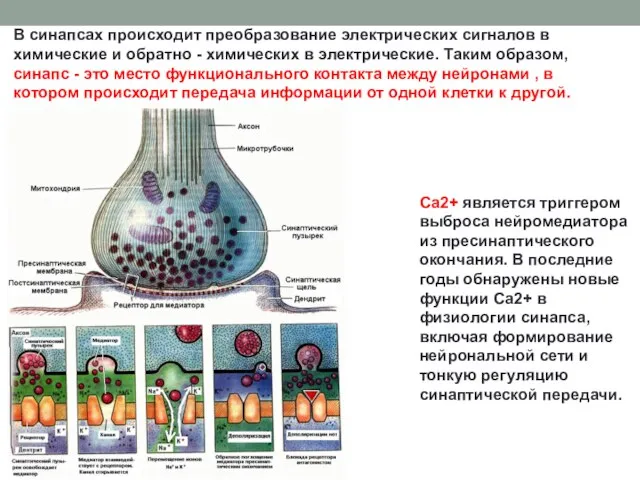 Са2+ является триггером выброса нейромедиатора из пресинаптического окончания. В последние годы