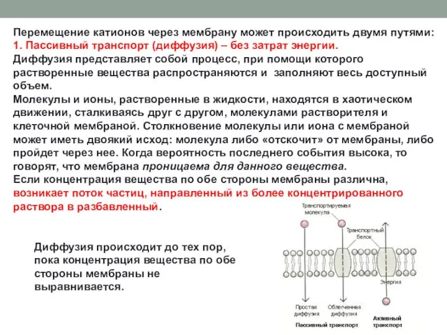 Перемещение катионов через мембрану может происходить двумя путями: 1. Пассивный транспорт