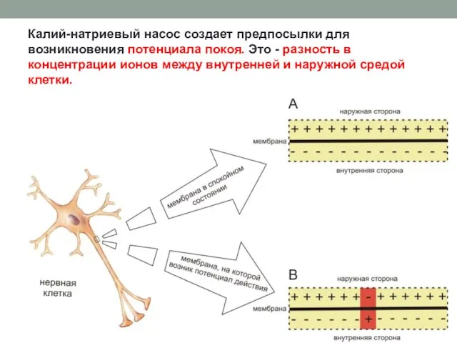 Калий-натриевый насос создает предпосылки для возникновения потенциала покоя. Это - разность