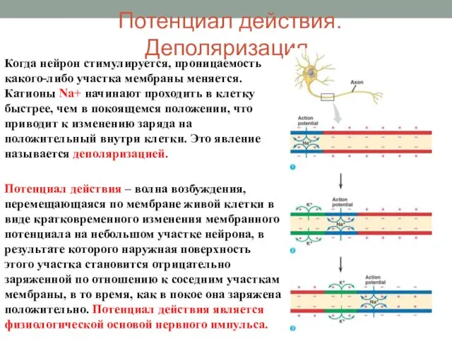 Потенциал действия. Деполяризация. Когда нейрон стимулируется, проницаемость какого-либо участка мембраны меняется.