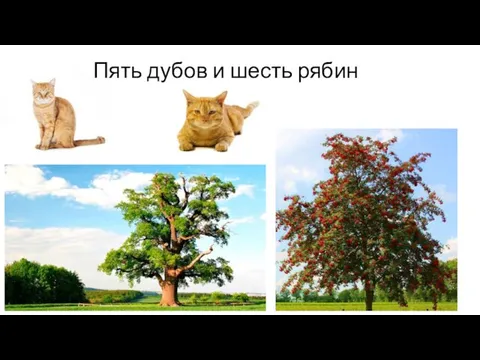 Пять дубов и шесть рябин