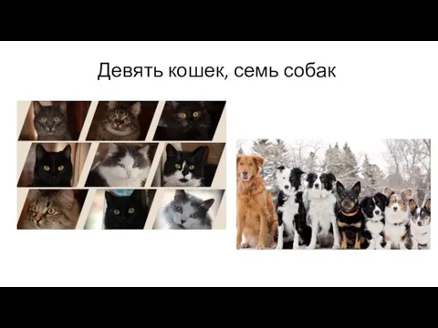 Девять кошек, семь собак