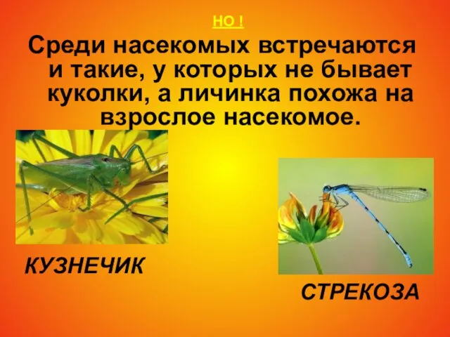 НО ! Среди насекомых встречаются и такие, у которых не бывает