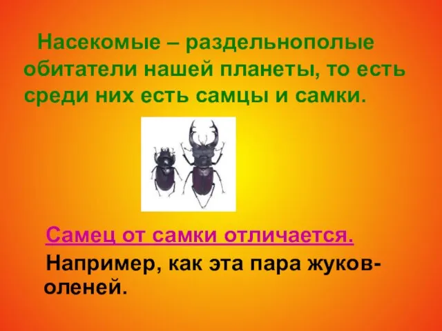 Насекомые – раздельнополые обитатели нашей планеты, то есть среди них есть