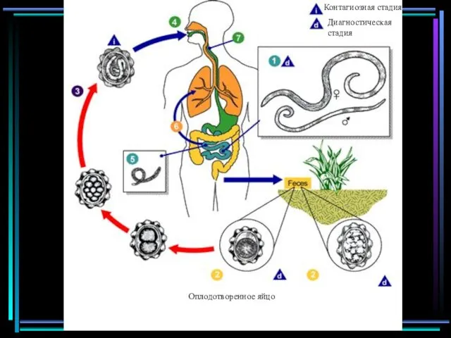 Контагиозная стадия Диагностическая стадия Оплодотворенное яйцо