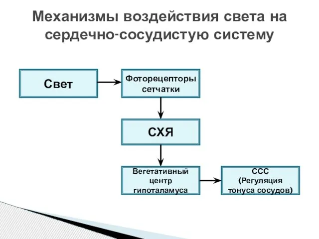 Механизмы воздействия света на сердечно-сосудистую систему Свет Фоторецепторы сетчатки СХЯ Вегетативный