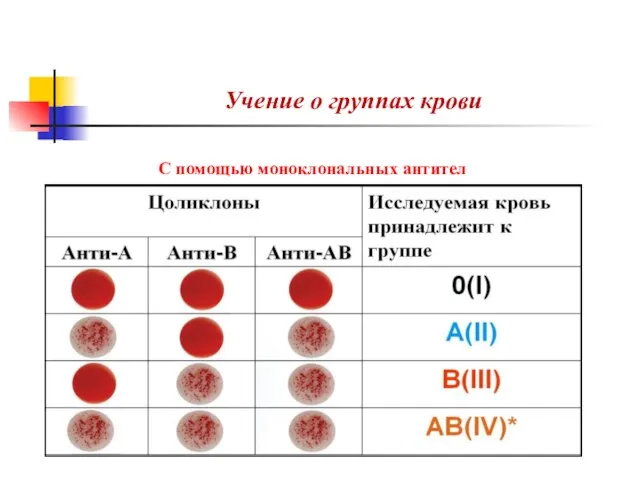 Учение о группах крови С помощью моноклональных антител