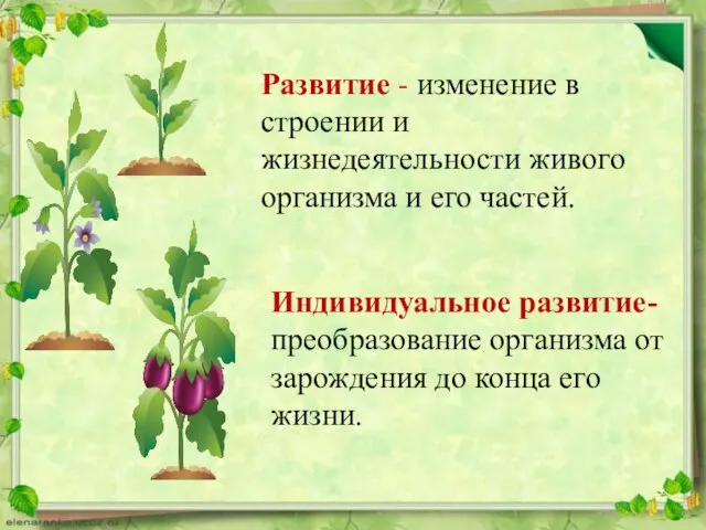 Развитие - изменение в строении и жизнедеятельности живого организма и его