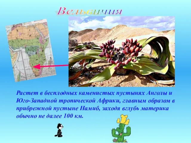 Растет в бесплодных каменистых пустынях Анголы и Юго-Западной тропической Африки, главным