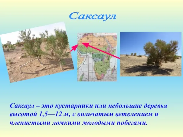 Саксаул – это кустарники или небольшие деревья высотой 1,5—12 м, с