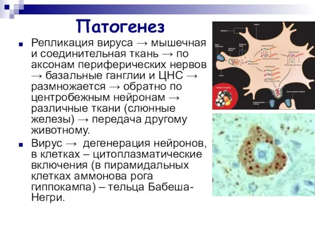 Патогенез Репликация вируса → мышечная и соединительная ткань → по аксонам