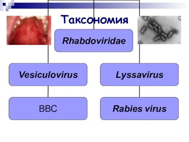 Таксономия