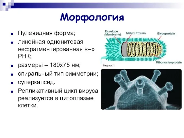 Морфология Пулевидная форма; линейная однонитевая нефрагментированная «–» РНК; размеры – 180х75