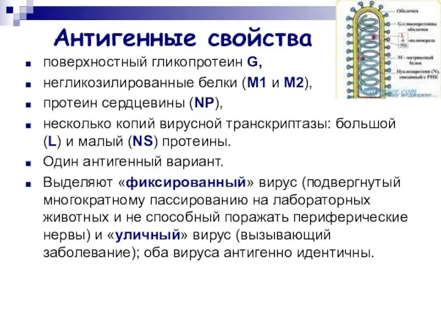 Антигенные свойства поверхностный гликопротеин G, негликозилированные белки (М1 и М2), протеин