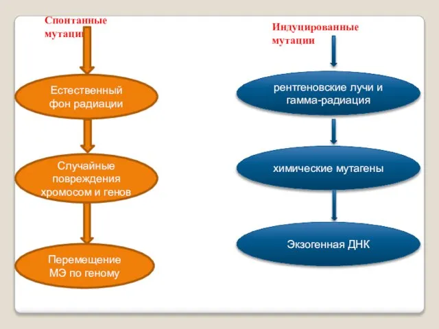 Спонтанные мутации Естественный фон радиации Случайные повреждения хромосом и генов Перемещение