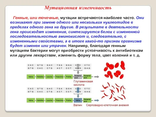 Генные, или точечные, мутации встречаются наиболее часто. Они возникают при замене