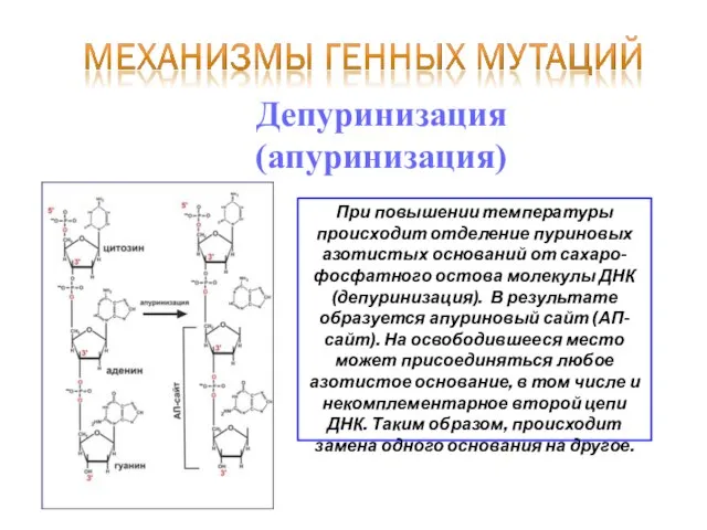 Депуринизация (апуринизация) При повышении температуры происходит отделение пуриновых азотистых оснований от