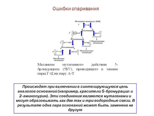 Происходят при включении в синтезирующуюся цепь аналогов оснований (например, красители 5-бромурацил