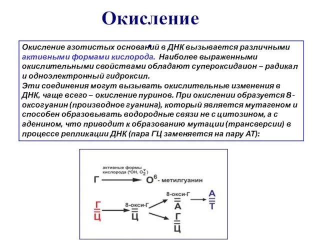 Окисление. Окисление азотистых оснований в ДНК вызывается различными активными формами кислорода.