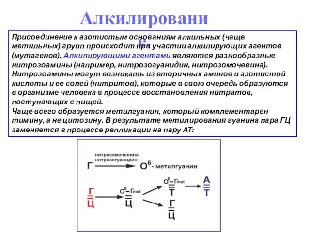 . Алкилирование. Присоединение к азотистым основаниям алкильных (чаще метильных) групп происходит