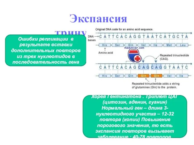 Экспансия тринуклеотидов Ошибки репликации в результате вставки дополнительных повторов из трех