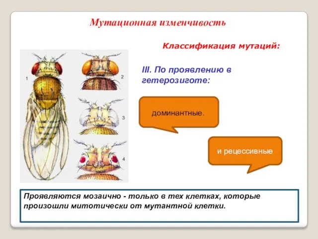 Классификация мутаций: Мутационная изменчивость Проявляются мозаично - только в тех клетках,