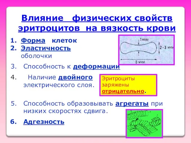 Влияние физических свойств эритроцитов на вязкость крови Форма клеток Эластичность оболочки