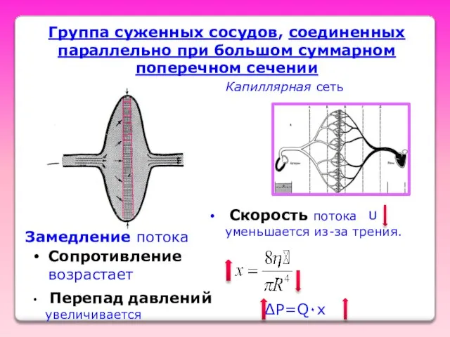 Группа суженных сосудов, соединенных параллельно при большом суммарном поперечном сечении Замедление