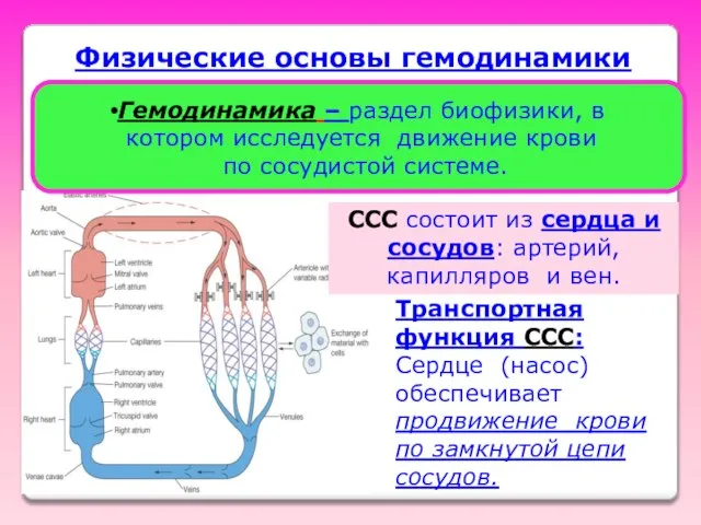 Транспортная функция ССС: Сердце (насос) обеспечивает продвижение крови по замкнутой цепи