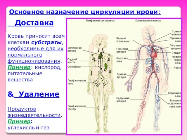 Основное назначение циркуляции крови: Доставка Кровь приносит всем клеткам субстраты, необходимые