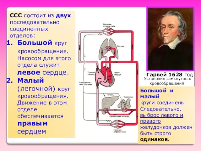 ССС состоит из двух последовательно соединенных отделов: Большой круг кровообращения. Насосом