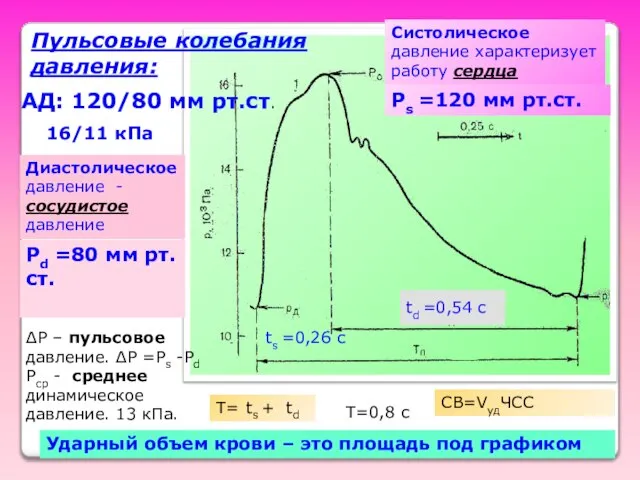 АД: 120/80 мм рт.ст. 16/11 кПа Систолическое давление характеризует работу сердца