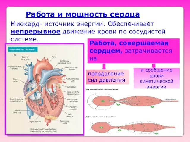 Работа и мощность сердца Миокард- источник энергии. Обеспечивает непрерывное движение крови