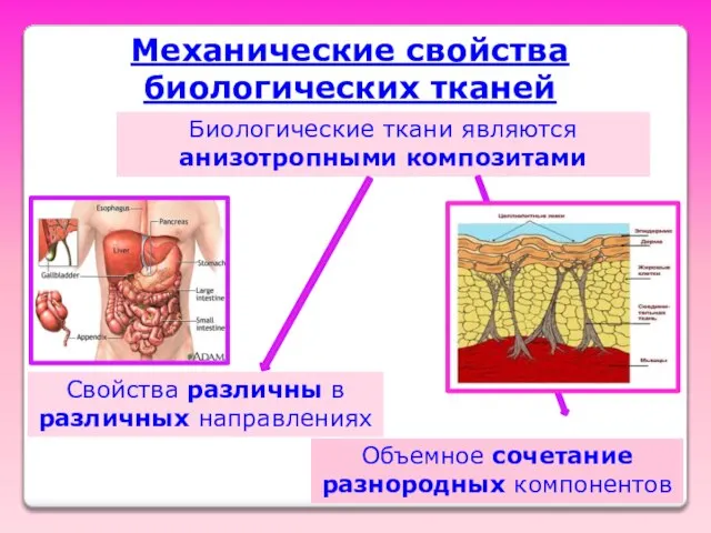 Механические свойства биологических тканей Биологические ткани являются анизотропными композитами Свойства различны