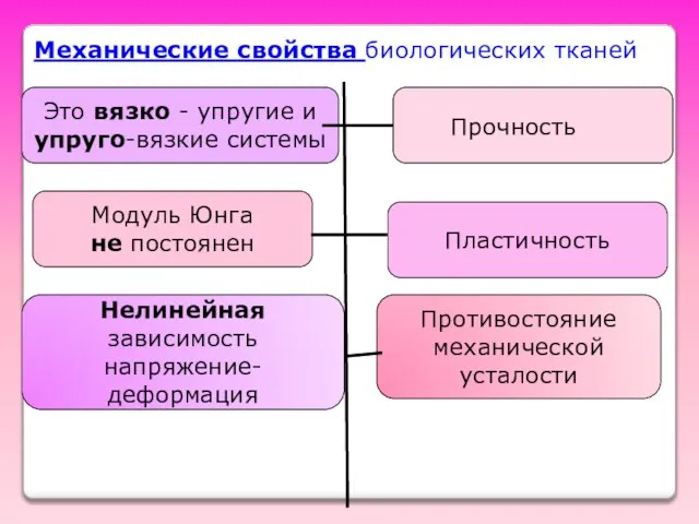 Механические свойства биологических тканей Это вязко - упругие и упруго-вязкие системы