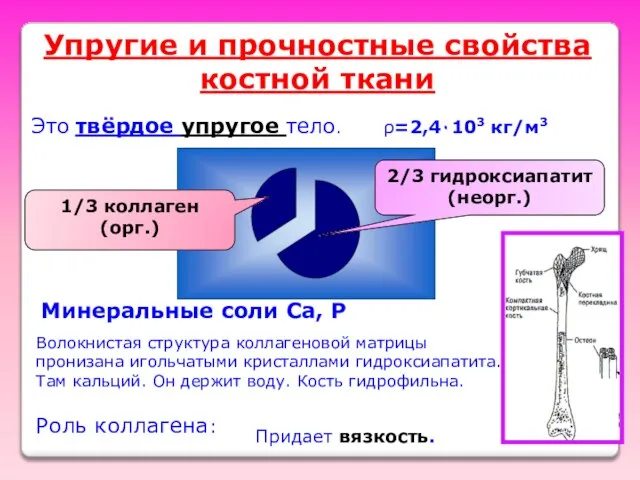 Упругие и прочностные свойства костной ткани Это твёрдое упругое тело. ρ=2,4٠103