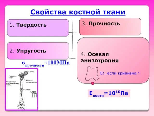 Свойства костной ткани 1. Твердость 2. Упругость 3. Прочность 4. Осевая