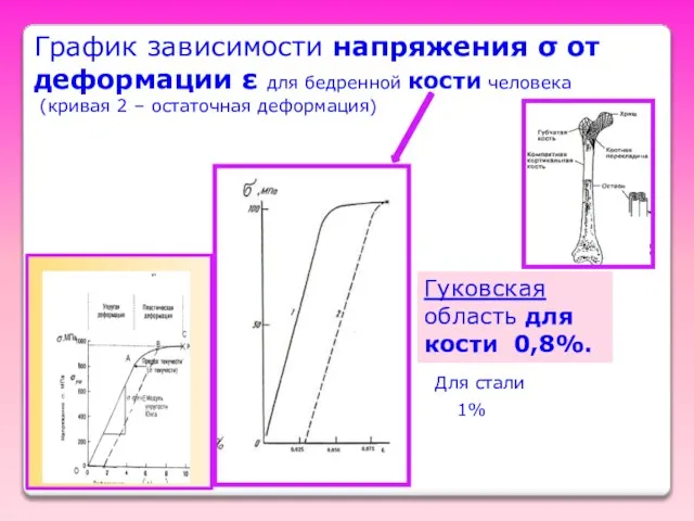 График зависимости напряжения σ от деформации ε для бедренной кости человека