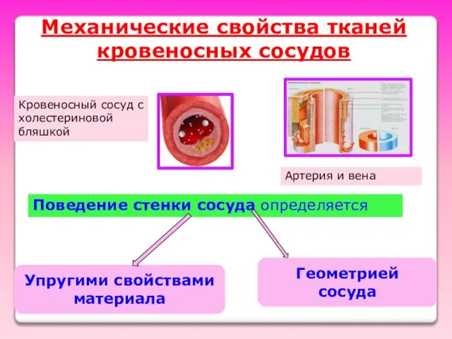 Поведение стенки сосуда определяется Упругими свойствами материала Геометрией сосуда Механические свойства