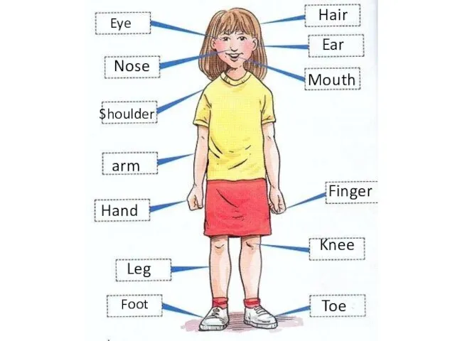 Eye Nose Hair Ear Mouth Shoulder Hand arm Finger Knee Leg Foot Toe