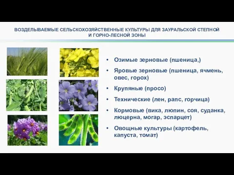 ВОЗДЕЛЫВАЕМЫЕ СЕЛЬСКОХОЗЯЙСТВЕННЫЕ КУЛЬТУРЫ ДЛЯ ЗАУРАЛЬСКОЙ СТЕПНОЙ И ГОРНО-ЛЕСНОЙ ЗОНЫ Озимые зерновые