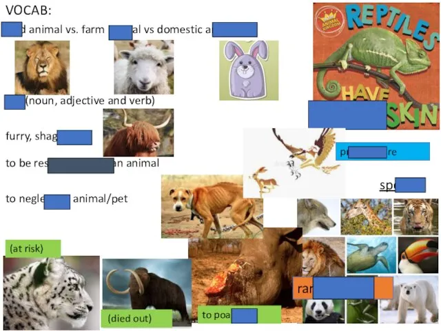 VOCAB: wild animal vs. farm animal vs domestic animal pet (noun,