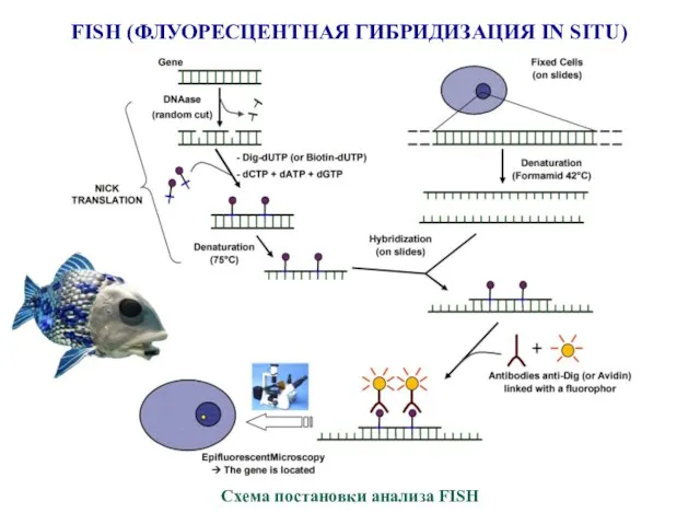 FISH (ФЛУОРЕСЦЕНТНАЯ ГИБРИДИЗАЦИЯ IN SITU) Схема постановки анализа FISH
