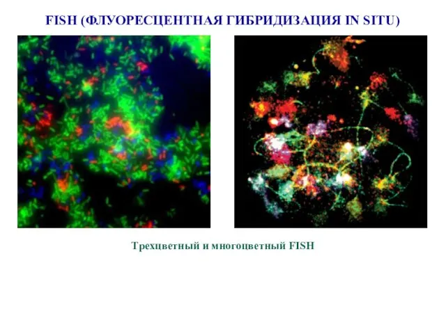 FISH (ФЛУОРЕСЦЕНТНАЯ ГИБРИДИЗАЦИЯ IN SITU) Трехцветный и многоцветный FISH