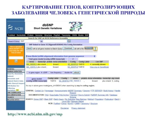 КАРТИРОВАНИЕ ГЕНОВ, КОНТРОЛИРУЮЩИХ ЗАБОЛЕВАНИЯ ЧЕЛОВЕКА ГЕНЕТИЧЕСКОЙ ПРИРОДЫ http://www.ncbi.nlm.nih.gov/snp