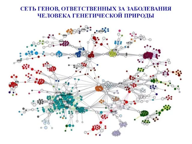 СЕТЬ ГЕНОВ, ОТВЕТСТВЕННЫХ ЗА ЗАБОЛЕВАНИЯ ЧЕЛОВЕКА ГЕНЕТИЧЕСКОЙ ПРИРОДЫ