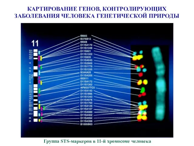 КАРТИРОВАНИЕ ГЕНОВ, КОНТРОЛИРУЮЩИХ ЗАБОЛЕВАНИЯ ЧЕЛОВЕКА ГЕНЕТИЧЕСКОЙ ПРИРОДЫ Группа STS-маркеров в 11-й хромосоме человека
