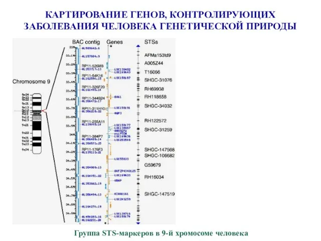 КАРТИРОВАНИЕ ГЕНОВ, КОНТРОЛИРУЮЩИХ ЗАБОЛЕВАНИЯ ЧЕЛОВЕКА ГЕНЕТИЧЕСКОЙ ПРИРОДЫ Группа STS-маркеров в 9-й хромосоме человека