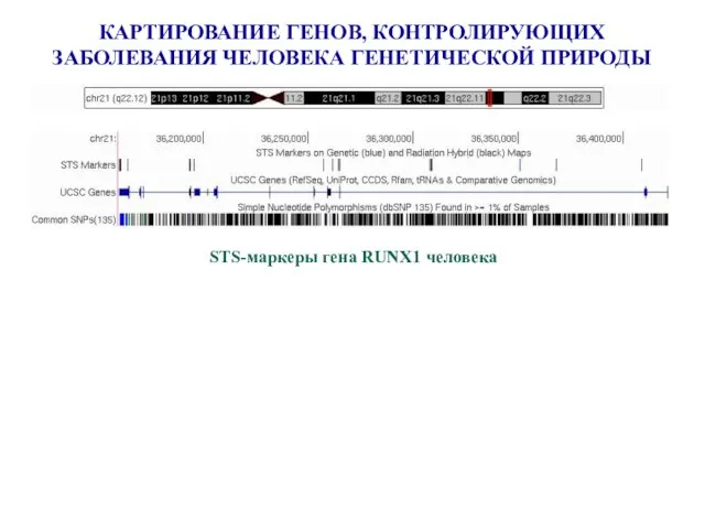 КАРТИРОВАНИЕ ГЕНОВ, КОНТРОЛИРУЮЩИХ ЗАБОЛЕВАНИЯ ЧЕЛОВЕКА ГЕНЕТИЧЕСКОЙ ПРИРОДЫ STS-маркеры гена RUNX1 человека