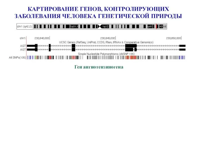 КАРТИРОВАНИЕ ГЕНОВ, КОНТРОЛИРУЮЩИХ ЗАБОЛЕВАНИЯ ЧЕЛОВЕКА ГЕНЕТИЧЕСКОЙ ПРИРОДЫ Ген ангиотензиногена